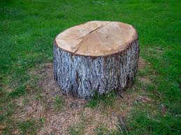 Best Fruit Tree Pruning  in Jeffersontown, KY
