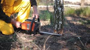 How Our Tree Care Process Works  in  Jeffersontown, KY