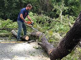 Best Stump Grinding and Removal  in Jeffersontown, KY