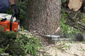 Best Palm Tree Trimming  in Jeffersontown, KY