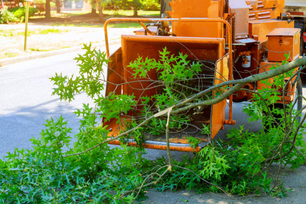 Best Lot and Land Clearing  in Jeffersontown, KY
