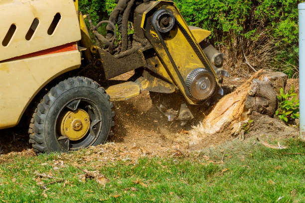 Best Lawn Maintenance Plans  in Jeffersontown, KY