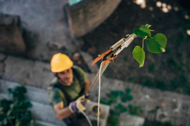 Best Arborist Consultation Services  in Jeffersontown, KY
