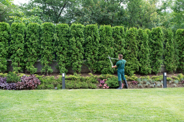 Best Leaf Removal  in Jeffersontown, KY