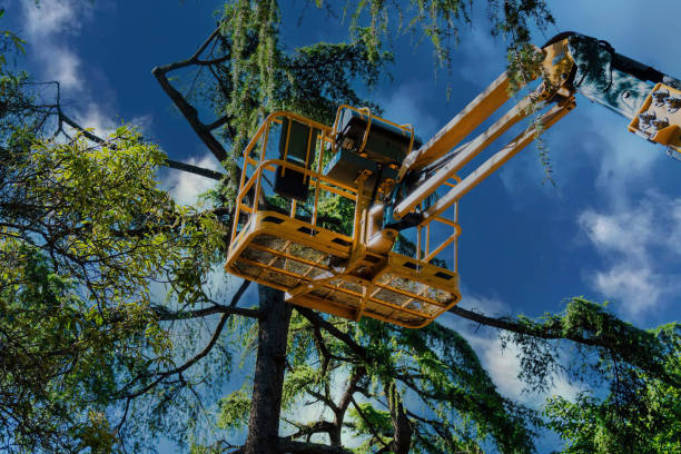 How Our Tree Care Process Works  in  Jeffersontown, KY