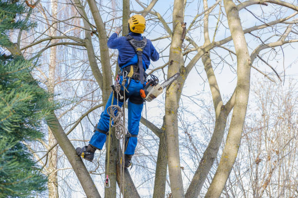 Best Utility Line Clearance  in Jeffersontown, KY