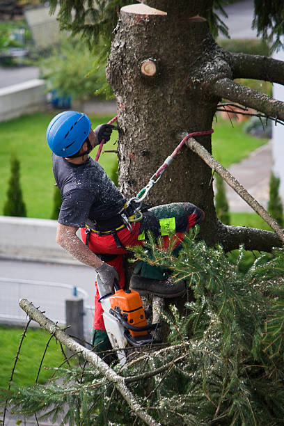 Best Tree Mulching  in Jeffersontown, KY