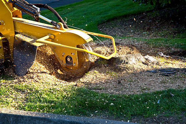 Best Lawn Mowing  in Jeffersontown, KY