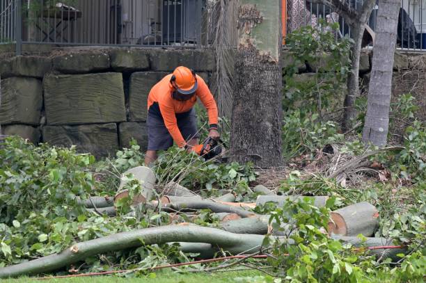 Best Tree Removal  in Jeffersontown, KY