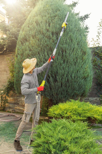 Best Sod Installation  in Jeffersontown, KY