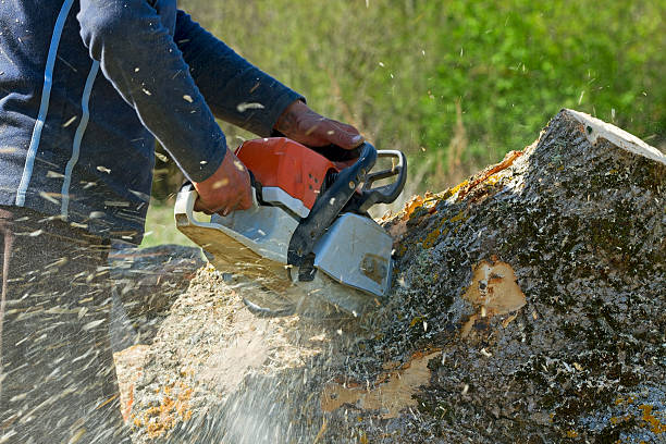 Best Tree Health Inspection  in Jeffersontown, KY