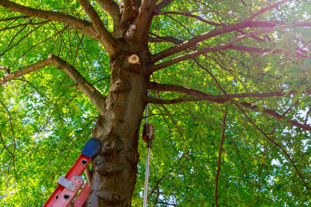 Best Arborist Consultation Services  in Jeffersontown, KY